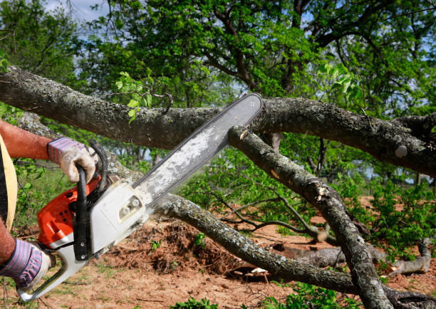 Best Dead Tree Removal  in Gloucester City, NJ